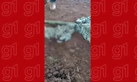 Homem é preso suspeito de maus-tratos a dois cães em MT; polícia investiga relação dele com vídeo de onças decapitadas