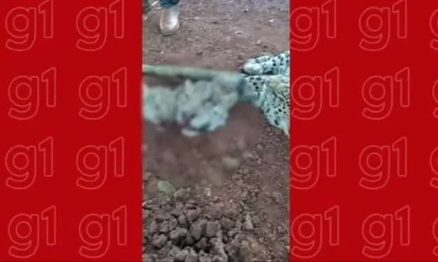 Homem é preso suspeito de maus-tratos a dois cães em MT; polícia investiga relação dele com vídeo de onças decapitadas