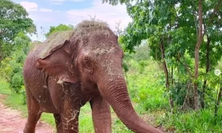 Elefante tem dia de ‘manicure’ em santuário de MT