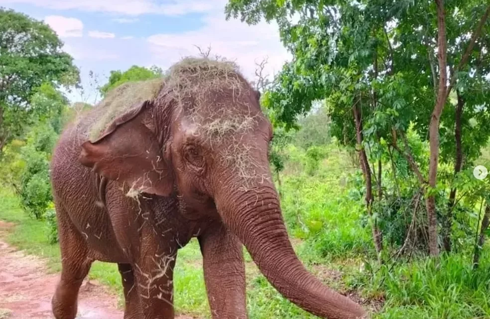 Elefante tem dia de ‘manicure’ em santuário de MT