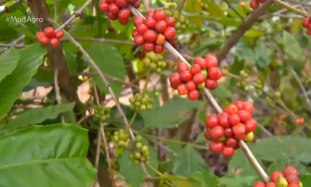 Conab estima que MT registre aumento de 2% na produção de café deste ano