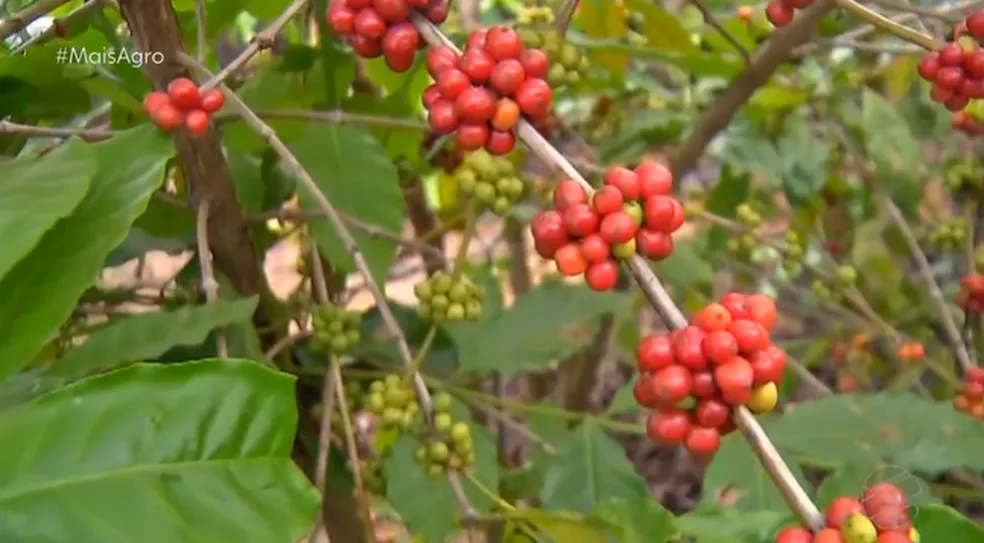 Conab estima que MT registre aumento de 2% na produção de café deste ano