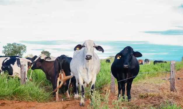 Produtores rurais de MT devem atualizar número de rebanho após vacinação contra febre aftosa não ser mais obrigatória