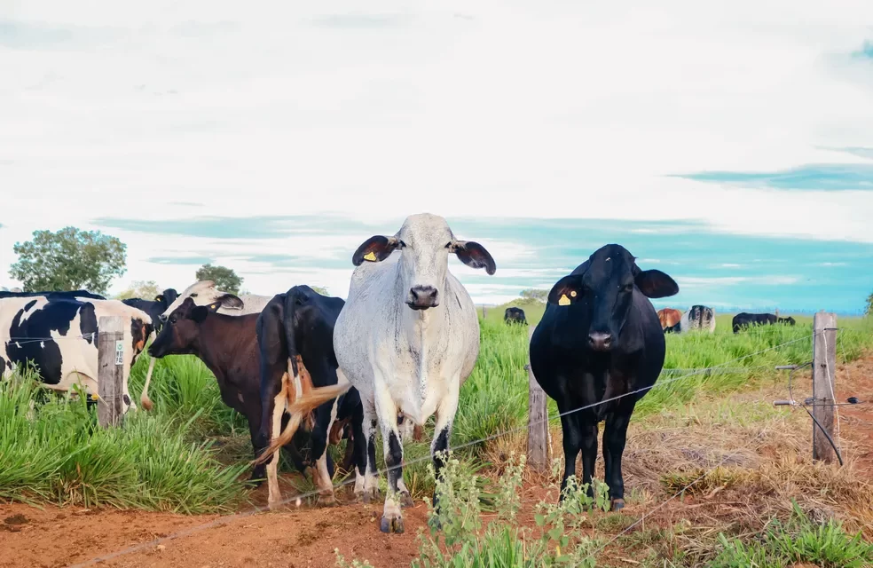 Produtores rurais de MT devem atualizar número de rebanho após vacinação contra febre aftosa não ser mais obrigatória