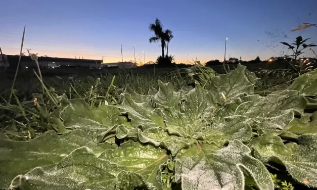 RS amanhece com temperaturas abaixo de 0ºC e coberto de geada