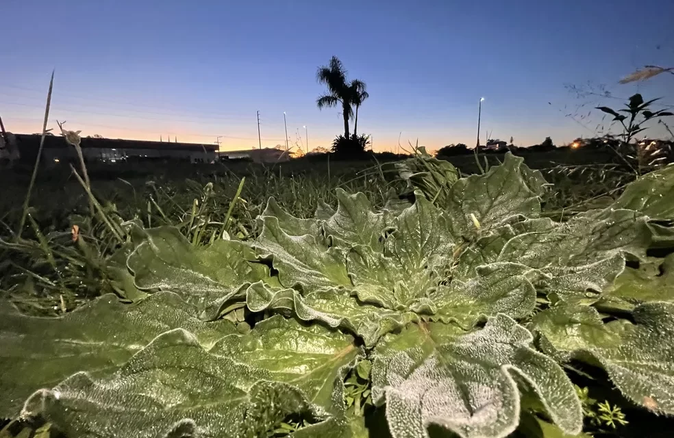 RS amanhece com temperaturas abaixo de 0ºC e coberto de geada