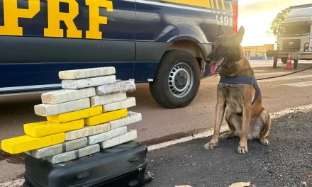 Cão policial encontra 17 tabletes de drogas em ônibus na BR-364 em MT