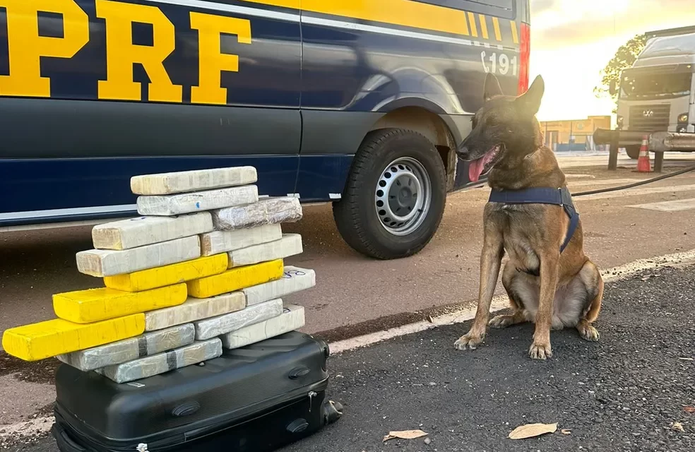 Cão policial encontra 17 tabletes de drogas em ônibus na BR-364 em MT