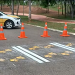 ‘Faixa da fama’: capivaras são homenageadas com patinhas desenhadas em travessia de pedestres em Cuiabá