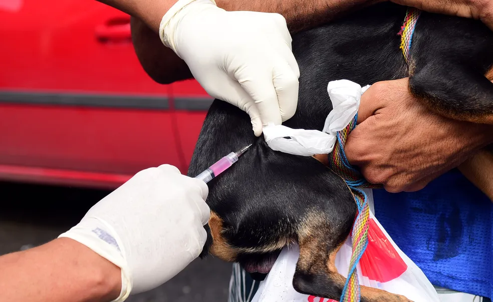 Vacinação antirrábica gratuita para cães e gatos acontece neste sábado (23) em Cuiabá; confira locais