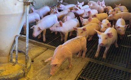 Aumento nas exportações e mercado interno devem aquecer suinocultura em 2025