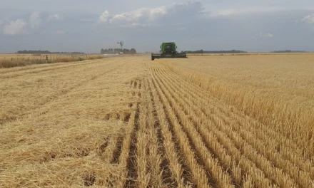 Economia brasileira avança 0,7% em novembro e registra alta de 2,4% no ano