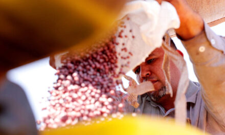 Coletores de sementes ganham protagonismo na recuperação florestal da Amazônia Enquanto projetos de restauração ambiental avançam de forma progressiva no Brasil, o país ainda lidera os índices globais de perda de florestas tropicais, respondendo por quase metade do total registrado em 2024.