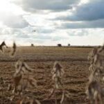 Vazio sanitário da soja entra em vigor e reforça defesa da produção agrícola