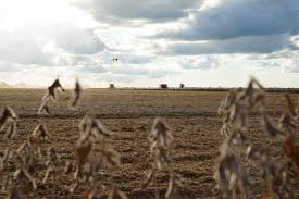 Vazio sanitário da soja entra em vigor e reforça defesa da produção agrícola