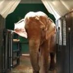 Justiça autoriza transferência de elefante asiático para santuário em Mato Grosso