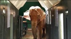 Justiça autoriza transferência de elefante asiático para santuário em Mato Grosso
