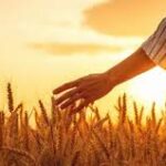 Produção agropecuária brasileira alcança R$ 1,4 trilhão e reforça protagonismo de Mato Grosso