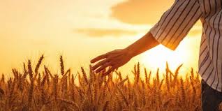 Produção agropecuária brasileira alcança R$ 1,4 trilhão e reforça protagonismo de Mato Grosso