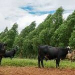Mato Grosso fortalece programa de regularização ambiental para produtores rurais