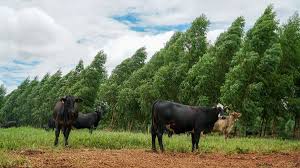 Mato Grosso fortalece programa de regularização ambiental para produtores rurais