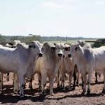 China amplia oportunidades para frigoríficos de Mato Grosso