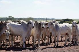 China amplia oportunidades para frigoríficos de Mato Grosso
