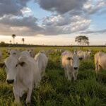 Exportadores mato-grossenses acompanham veto europeu à carne brasileira