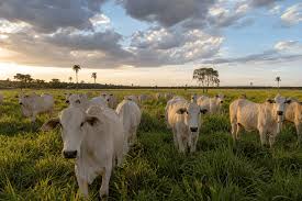 Exportadores mato-grossenses acompanham veto europeu à carne brasileira