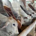 Pecuária deve movimentar mais de R$ 42 bilhões em Mato Grosso em 2026