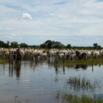 Arrecadação da pecuária cresce 4,7% e movimenta R$ 744,9 milhões em Mato Grosso