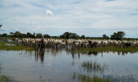 Arrecadação da pecuária cresce 4,7% e movimenta R$ 744,9 milhões em Mato Grosso
