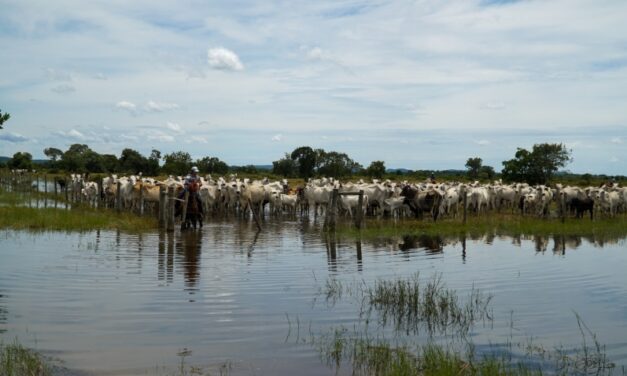 Arrecadação da pecuária cresce 4,7% e movimenta R$ 744,9 milhões em Mato Grosso