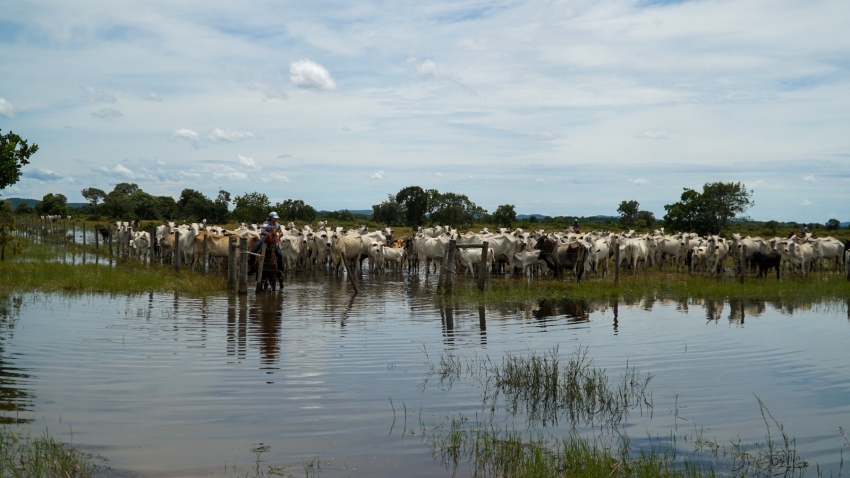 Arrecadação da pecuária cresce 4,7% e movimenta R$ 744,9 milhões em Mato Grosso