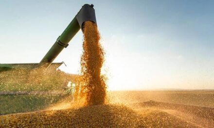 Mato Grosso mantém protagonismo econômico com crescimento da produção agroindustrial